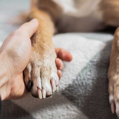 Educdogs - news - sterilization