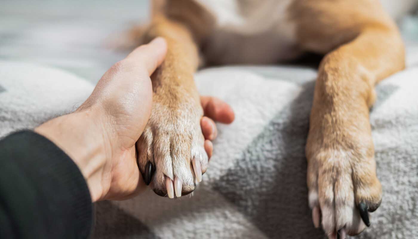 Educdogs - news - sterilization