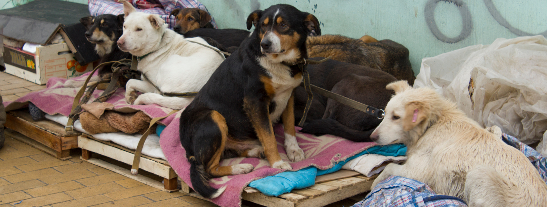 Le refuge d’urgence « Kremenchuk Tails »