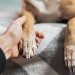 Sterilization - Stérilisation - Стерилізація