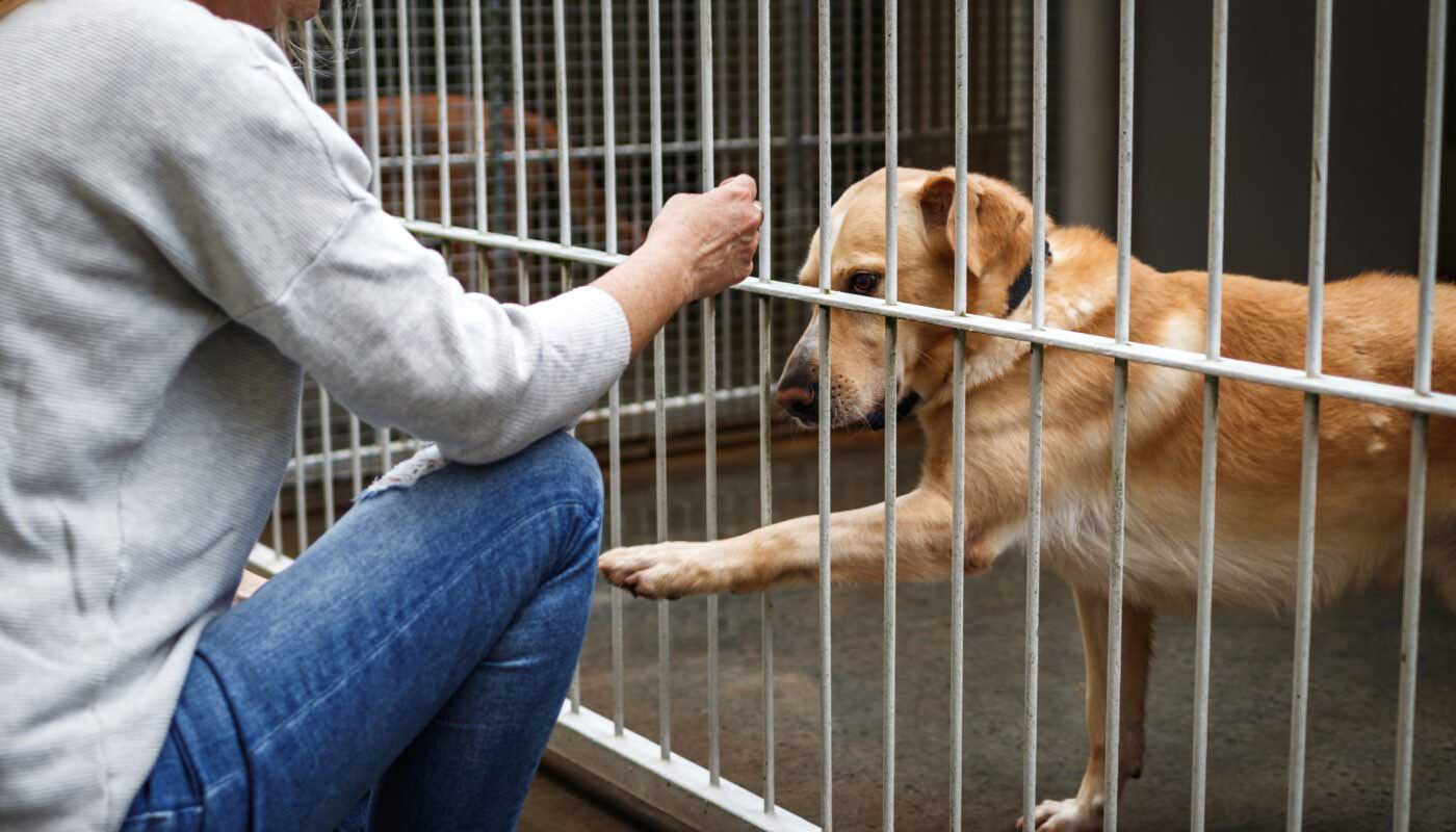 Educdogs - news - changing their lives