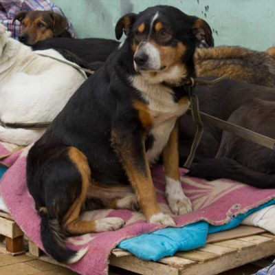 Educdogs - news - kremenchuk tails