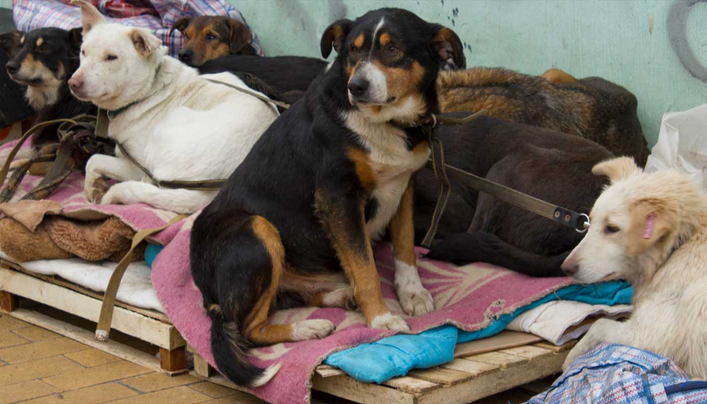 Educdogs - news - kremenchuk tails